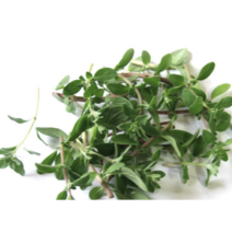 보람농자재 마조람생잎(30g), 마조람생잎(30g)*2개