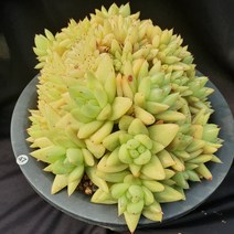 [메카다육]47-0527 마리아군생철화(화분포함)