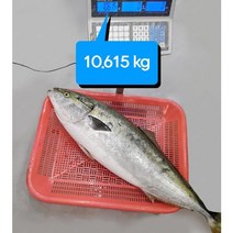 대방어 제주산 자연산 350g 450g 프리미엄 대방어회 특방어 8kg 사이즈 꿀맛 모슬포 제주도앞바다산, 프리미엄 대방어 450g