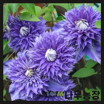 (나무농장) 클레마티스 크레마티스 멀티블루 지주 포트 ( 키 40cm 내외 )