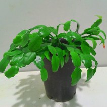 [이삽저삽] 게발선인장화분(5치화분) 다년생 화사한 핑크색 꽃이 예쁜 야생화/ 줄기의 모양이 게의 발과 닮았음/ 전자파 차단효과 관상용 공기정화식물