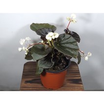 [나랑너랑꽃]베고니아 - 셈퍼플로렌스 더블릿 (팝콘 베고니아 하양), 1개