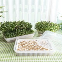 세경팜 수경새싹재배기 보리싹 밀 브로콜리 키우기 새싹채소키우기 씨앗, 02.새싹재배기 대