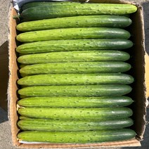 백오이 다다기오이 백다다기오이 2kg (10개내외) 3kg 5kg, 오이2kg, 1개