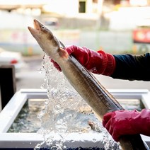 국산 자포니카 민물장어 또는 붕장어 아나고 바다장어 손질후 700g내외, 4.고추장양념50gx1팩