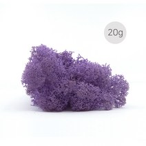 비오스 스칸디아모스 천연이끼 습도조절 공기정화 식물-20g, 20g-12번 퍼플