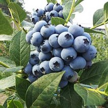 묘목/[블루베리] 레카 ( 9치화분) 조생종 w517