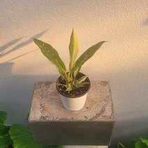 실내공기정화식물 필로덴드론 링오브화이어 소품 수입식물 15-30cm 159