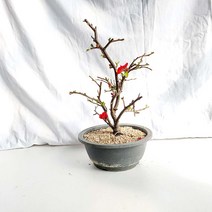 홍천조 붉은 빨간 꽃 홍 명자 나무 산당화 묘목 화분 분재 키우기