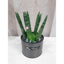 스투키(본셀), 쥐색