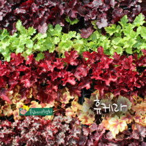 휴케라 [1셋트] 단품5종묶음셋트 (복남이네야생화 야생화 모종 나무아래 반그늘 지피식물 서양바위취 휴체라 heuchera)