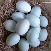 강원고성 자연방사 청란 (초란) 청계알 청계란 유정란 무항생제 난각1번, 초란 40개입