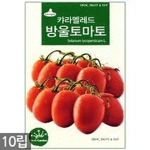 노랑 당근 씨앗 2000립 - 씨 당근씨앗 당근씨 노란색당근 노랑당근씨앗 노란당근 주말농장 텃밭, 10_캬라멜레드방울토마토(10립)