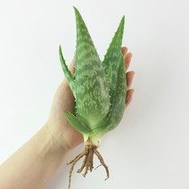 권도영 유기농 생알로에 식용 먹는 알로에 공기정화 모종 3개, 단일속성