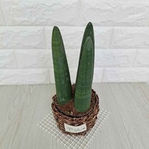 스투키 스투키키우기 실내공기정화식물 해초바구니로 변경 공기청정식물, 단품