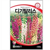 디기탈리스 1000립 / 씨앗 종자 꽃씨 꽃밭 화단만들기 조경가꾸기