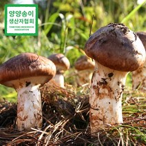 국내산 자연산 송이버섯 양양 1kg 가정용 선물세트 국산 송이 버섯 2등급 3등급 최고급, 8. 양양 자연송이 특상품 1등급 (A) 1kg, 1개