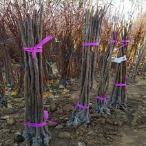 푸룬(서양자두) 특묘목 - 접목 (롱존) 1주, 1개
