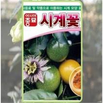 시계꽃 10립/ 꽃씨앗종자 정원꽃 정원가꾸기 꽃밭만들기