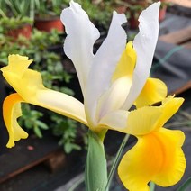 목하원예조경 아이리스구근 (난쟁이붓꽃) 몬테시노 (노랑+흰색) 10구