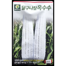 달구나찰옥수수씨앗70립 단맛이 있어 사카린 소금 놓을 필요없이 쪄먹는 찰옥수수씨앗 다농
