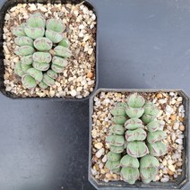 꽃다리 차우바니에 A B 다육식물 코노피튬 아이만배송