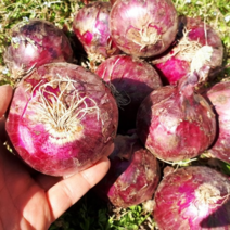 [싱싱다모아] 국내산 자색양파 햇 적양파 (1kg 3kg 5kg 10kg), 1개, 적양파 1kg