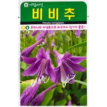 비비추 꽃씨앗 20립