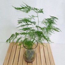 아스파라거스 이끼 수경재배 실내 거실 화분 식물 원통유리화병, 단품
