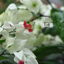 덴드롱