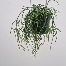 립살리스 레인