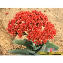 다육식물/선인장 신도 갈색플라스틱모종 4개 (L0394)