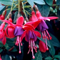 [어린모종]후크시아 : 8cm분, 톰썸