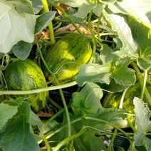 농장에서바로 성산메론, 파파야메론, 2kg