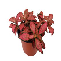 팡팡플랜트 실내 공기정화식물, 1개, 휘토니아 핑크스타(10cm)