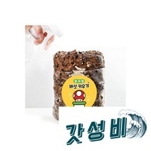 무농약 표고 버섯 종균 키우기 체험 체험학습, 무농약 표고 버섯 종균 키우기 체험 키트 1+1 체험학