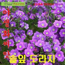 야생화씨앗 솔잎도라지 보라색 15립