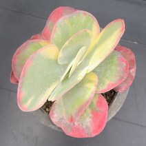꽃다리 당인금 69 다육식물 다육금 아이만배송, 1개