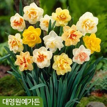 수선화 구근 7종 (2구) 알뿌리 추식구근, 00. 랜덤 4구