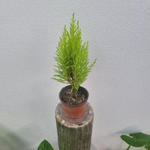 실내공기정화식물 율마 외목대 소품 25-35cm 35