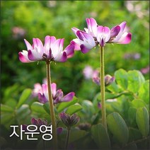 코리아팜 자운영1kg