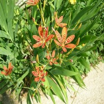 애기범부채 포트 5주 D902, 1개