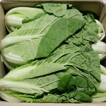 알뜰농장 최상품 싱싱한 얼갈이배추(열무) 4kg내외(대.중.소 랜덤발송), 얼갈이배추 4kg + 김치용열무 4kg, 1개