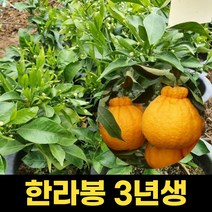 한라봉나무 3년생 결실주 열매 식물 과실류, 1개