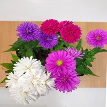 아스타 5개 세트 노지월동 식물 다년생식물 가을에 꽃이 피는 아스타 4색, 분홍 5개 세트