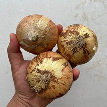 햇살조은 국내산 햇 양파, 양파(특/반찬용), 1개, 10kg, 10kg