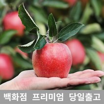 사과 10kg 사과 과일 부사 추석 과일종류 과일 부사 429929EA, 1, 본상품선택