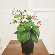 하늘꽃농원 클레로덴드론 톰소니에 덴드롱