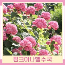 수국나무 묘목 미국수국 핑크아나벨 삽목2년생 뿌리묘 5개