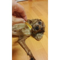 웰리아펫 국내산 무방부제 대용량 강아지 수제간식, 바다인삼 북어 100g